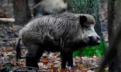 After Kerala & Karnataka, virus kills 27 boars at Tamil Nadu reserve