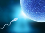 Is COVID a risk to fertility?