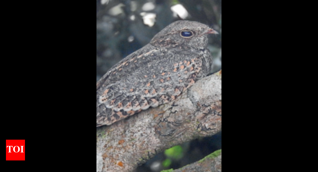 Silent Valley National Park 17 new bird species found in Kerala's