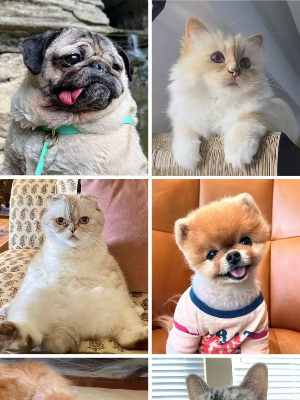 The richest pets in the world  Nala Cat, Doug the Pug and Jiffpom