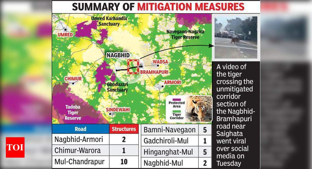 शमन में देरी के लिए मंजूरी;  बाघिन, 3 शावकों ने सैघाटा में चौड़ी सड़क पार की |  नागपुर समाचार – टाइम्स ऑफ इंडिया