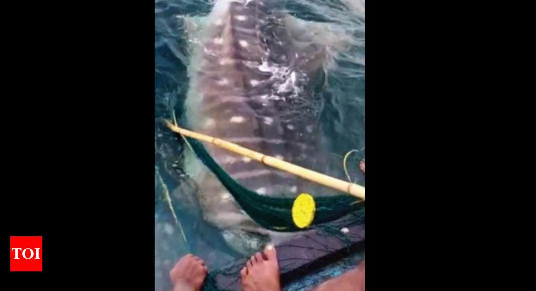 लुप्तप्राय 35 फीट लंबी व्हेल शार्क को गोवा तट से बचाया गया |  गोवा समाचार – टाइम्स ऑफ इंडिया