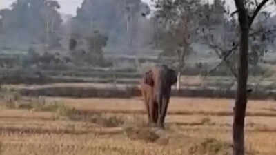 Four killed as wild elephant goes on rampage in Odisha's Angul