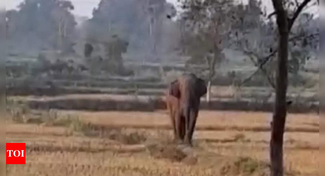 ओडिशा के अंगुल में जंगली हाथी के उत्पात से चार की मौत |  भुवनेश्वर समाचार – टाइम्स ऑफ इंडिया