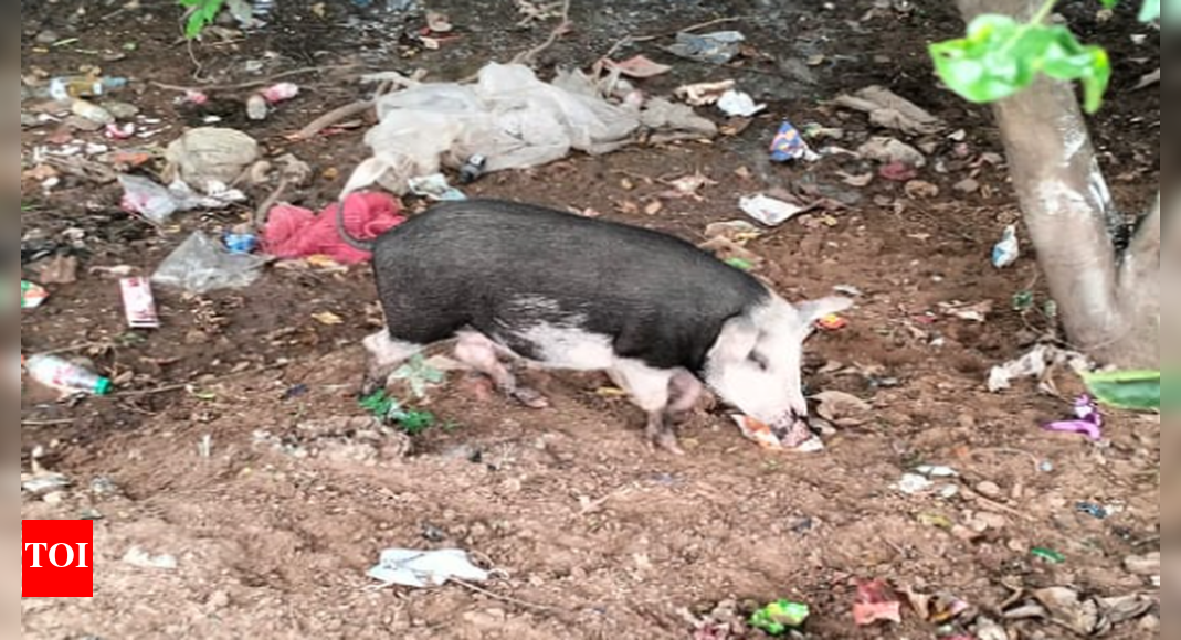 Garbage dumps increase, pig menace up Chennai News Times of India