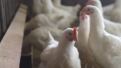 Kerala: Bird flu reported in Azhoor panchayat