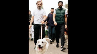Rahul Gandhi's Bharat Jodo Yatra enters Khattar's turf