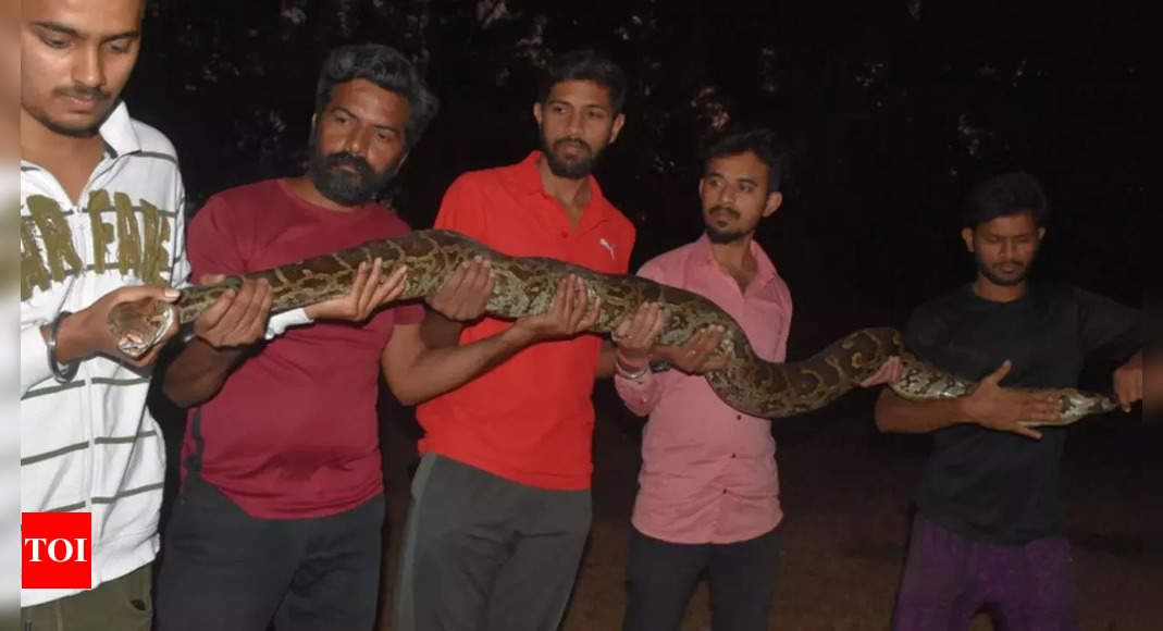 Twelve-foot-long Indian rock python rescued in Thane | Thane News ...