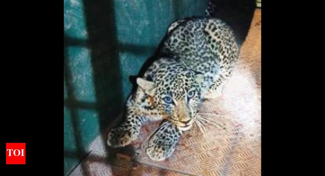 Leopard cub enters house in Tumakuru, caught | Bengaluru News - Times ...