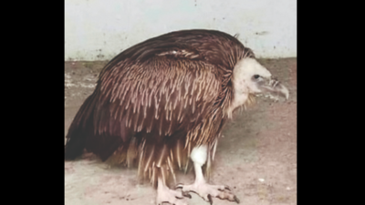 Rare Himalayan Griffon Vulture rescued in Kanpur