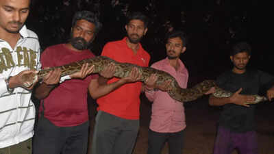 Rock python found in Thane