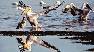 Rare sighting: Egyptian goose spotted in Nadabet