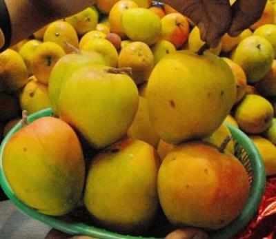 Mangoes from India, Pakistan now compete in US market