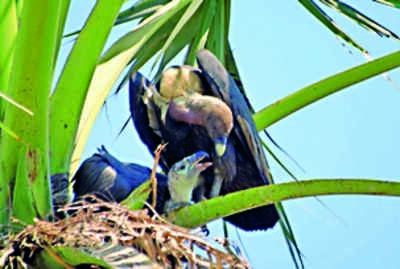 Two decades on, vultures return to Koderma