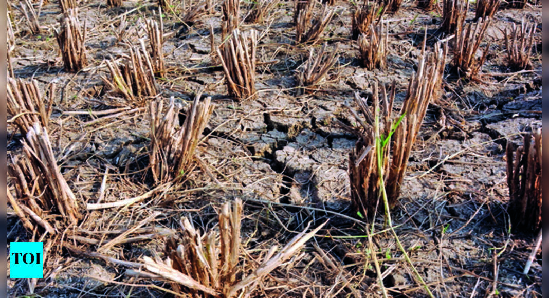 10-member Central Team To Begin Drought Survey Today | Ranchi News ...