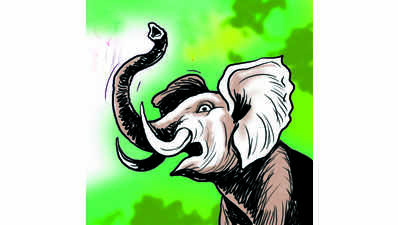 Tusker tramples 34-yr-old man to death in Jashpur