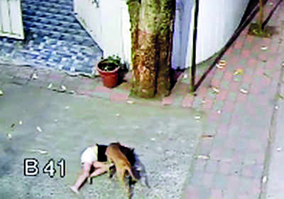 Five-year-old girl savagely bitten on cheek by stray dog
