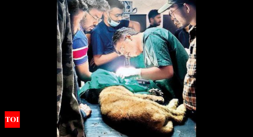 गुजरात में शेर शावक के टूटे जबड़े की मरम्मत |  राजकोट समाचार – टाइम्स ऑफ इंडिया