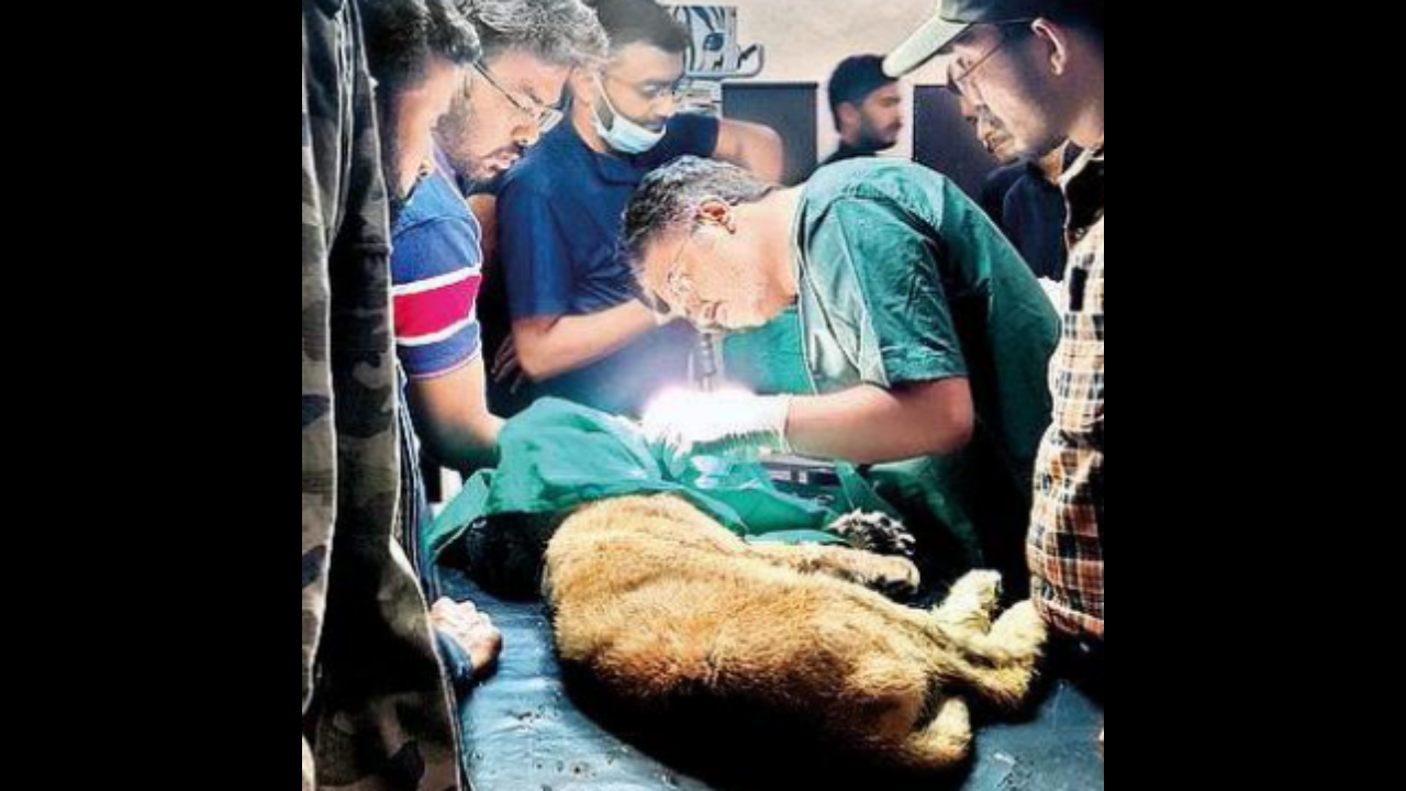 Lion cub's fractured jaw repaired in Gujarat | Rajkot News - Times of India