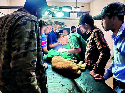 Jaw fracture in lion cub repaired by surgery