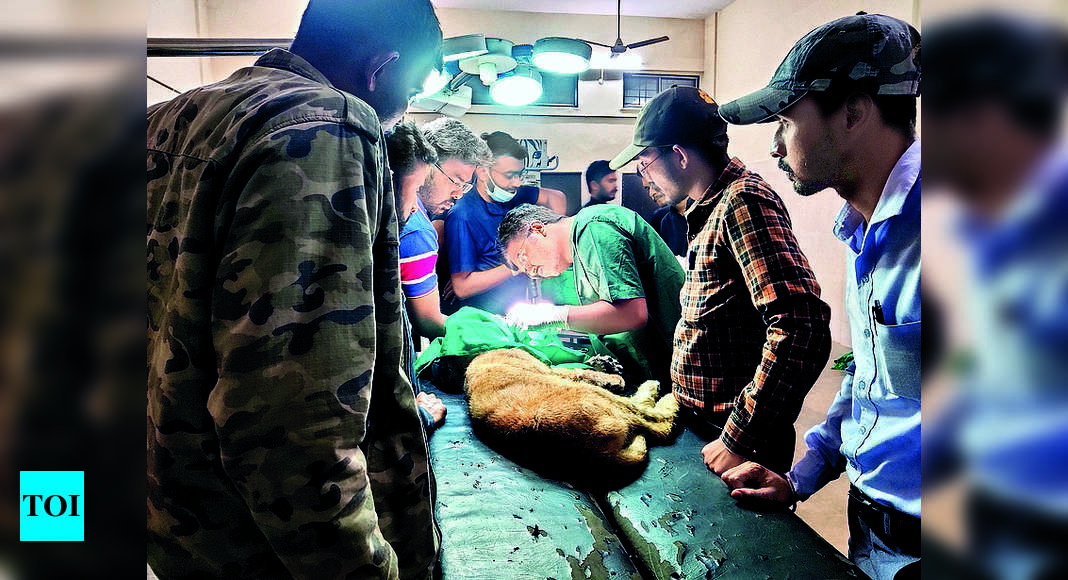 शेर के शावक के जबड़े की हड्डी की सर्जरी से मरम्मत |  राजकोट समाचार – टाइम्स ऑफ इंडिया