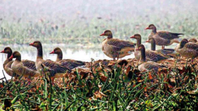 More birds, but fewer species: Survey blames delayed cleaning in Gautam Budh Nagar's Surajpur wetland