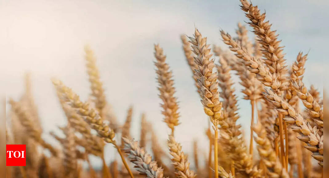 India wheat harvest could hit record on higher planting area, favourable weather – Times of India