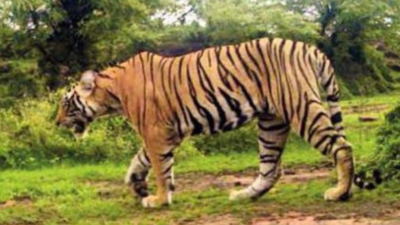 Pregnant tigress goes missing from proposed big cat reserve in Rajasthan's Kailadevi Wildlife Sanctuary