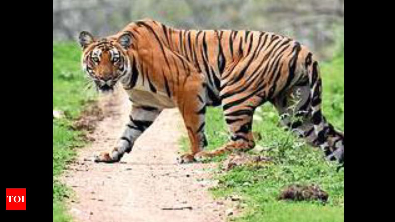 Gujarat: Gujarat: Tiger has returned? Panic grips village in Mahisagar |  Ahmedabad News - Times of India