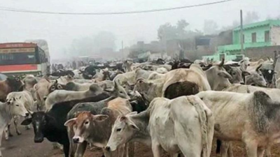 Stray cattle menace: Angry farmers herd cattle on Budaun-Meerut NH, cause jam in Sambhal