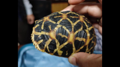171 star tortoises seized at Chennai airport, investigation on