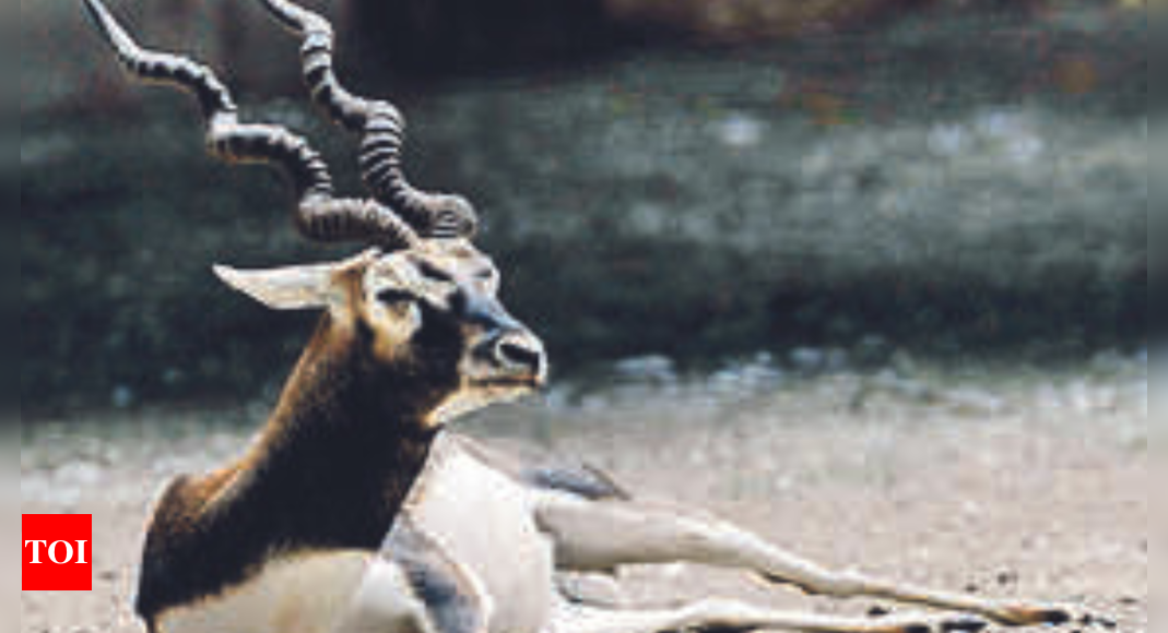 Roving Males Help Blackbucks Sustain Genetic Diversity Indian Institute Of Science Bengaluru 