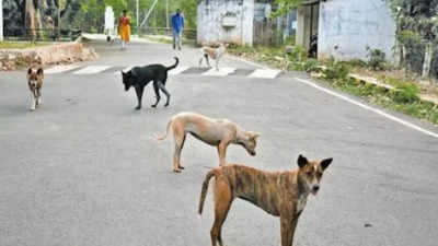 Woman mauled to death by stray dogs in Karnataka
