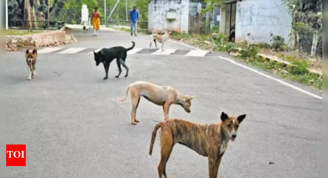 Dharwad Woman Mauled To Death By Stray Dogs Hubballi News Times of