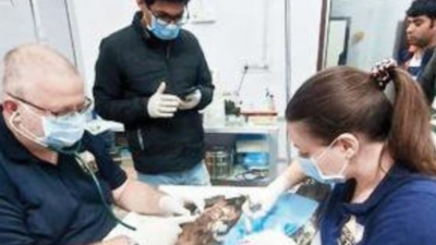 Makeshift hospitals begin to receive injured birds