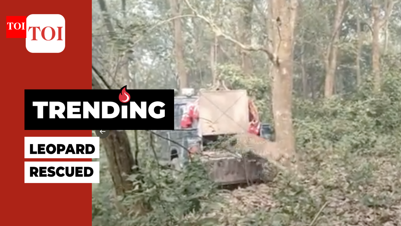 On cam: Leopard trapped in snare, rescued by forest staff