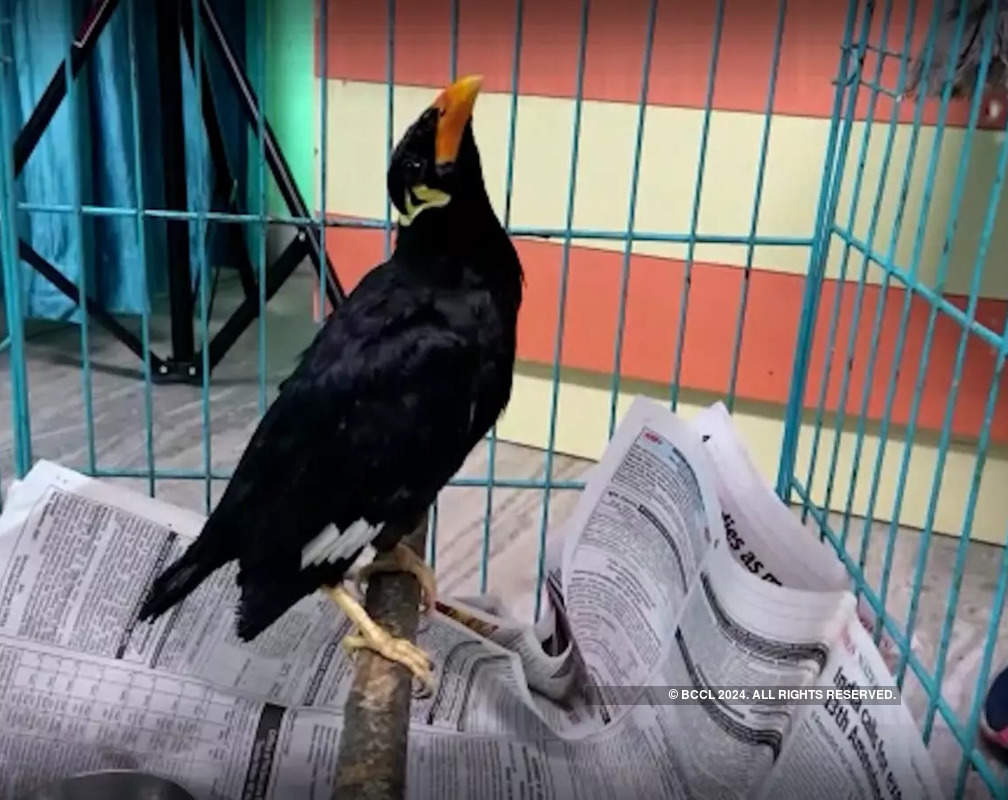 
Watch: Adorable love story of a parrot and Laila in Meerut
