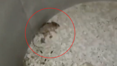 Watch: Villagers create ruckus after dead rat, lizard found in mid-day meal