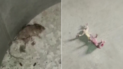 Locals create ruckus after rat & lizard found in mid-day meal in West Bengal school