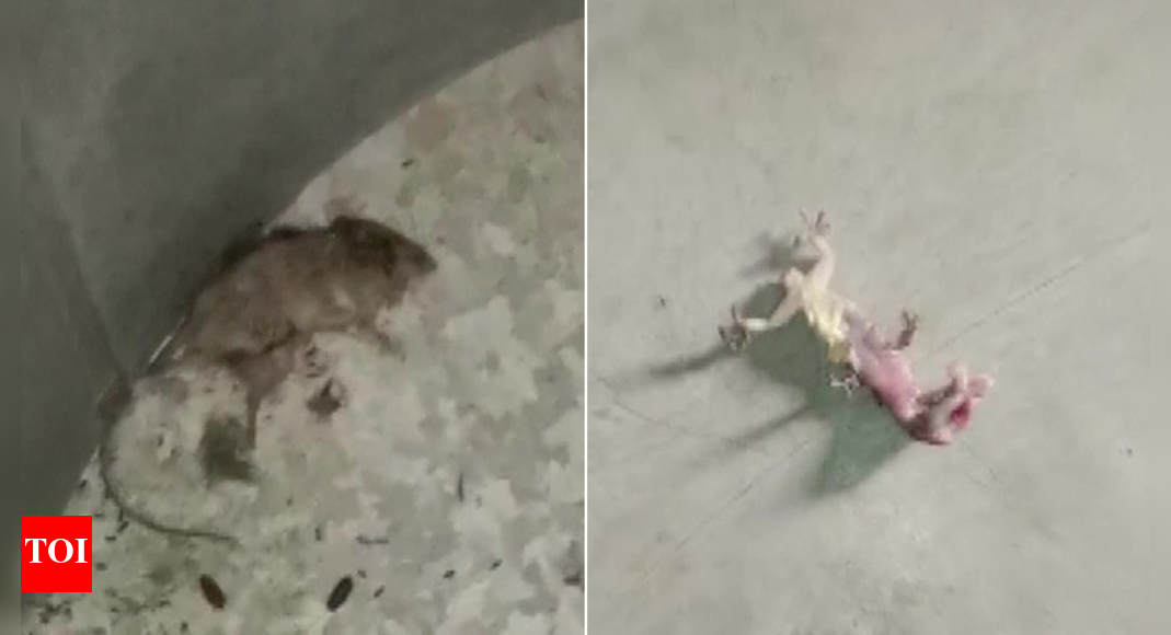 Ruckus at West Bengal school after rat & lizard found in mid-day meal ...