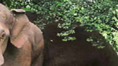 Wild elephants go on rampage in Jharkhand's Gumla, kill 2 & destroy homes