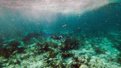 Scientists sound alarm as ocean temps hit new record - Times of India