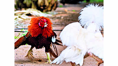 Cockfight pass costs Rs 60,000 in Vijayawada's Gannavaram
