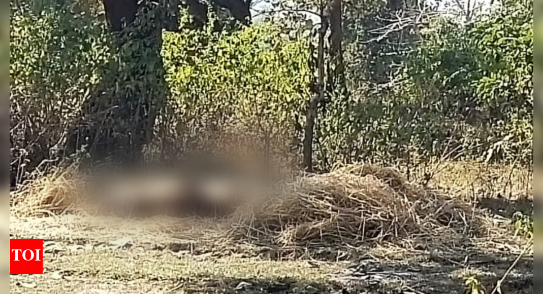 Pench Poachers Kill Tiger Near Pench; Second In Mp This Year Bhopal