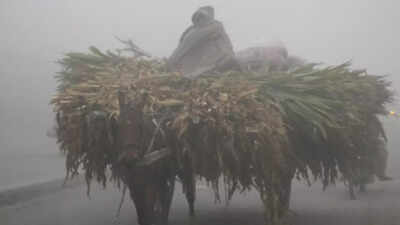 Amid wheat crisis, Pakistani farmers urge govt to impose 'agricultural emergency'