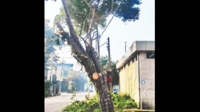 Green activist, MC cry foul over ‘pruning’ of trees