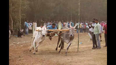 In rural Andhra Pradesh, bullock cart race events become crowd-pullers on Sankranti