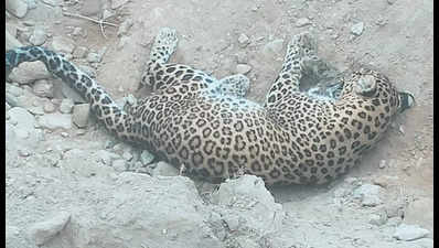 3-year-old leopard dies of pneumonia in Haryana's Yamunanagar