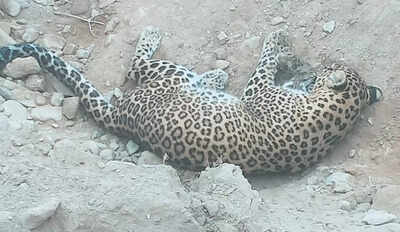 3-year-old leopard dies of pneumonia in Haryana's Yamunanagar