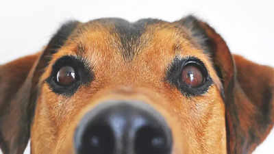 Scared of dog, delivery boy jumps off 3rd floor in Hyderabad